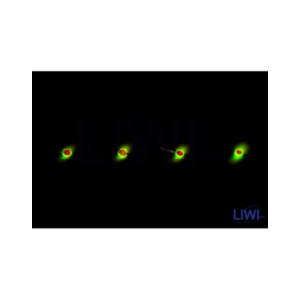 Mormyszka Trójkąt Bermudzki fluo MW6/3 wolfram