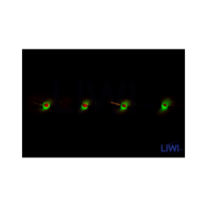 Mormyszka Trójkąt Bermudzki fluo MW6/3 wolfram