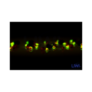 Mormyszka Gruszka sweet MW6/4 wolfram