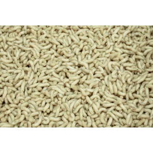 Robak Biały Polski PB