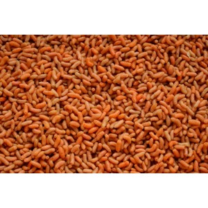 Pinka Pomarańczowa PIN P