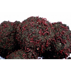 Ziemia Bełchatowska 1,8 kg