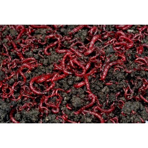 Ziemia Bełchatowska 1,8 kg