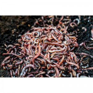 Dendrobenena MIX 200 szt