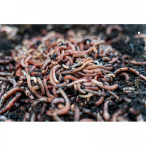Czerwone robaki Dendrobena II 1 kg