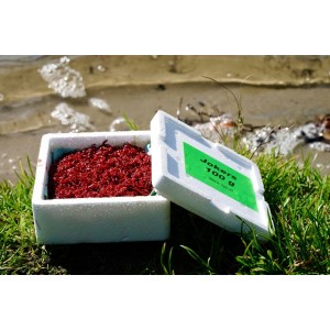 Ochotka zanętowa Jokers 100g