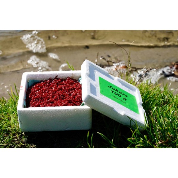 copy of Ochotka zanętowa Jokers eng