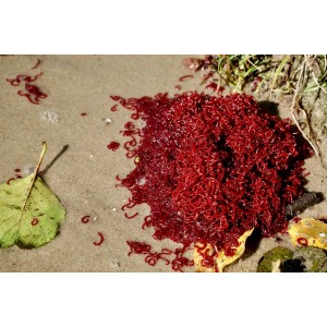 Ochotka zanętowa Jokers 100g