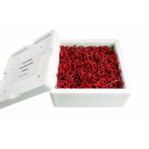 Zawodnicza Ochotka Wędkarska 100g