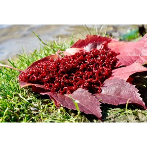 Zawodnicza Ochotka Wędkarska 250g