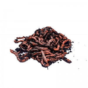 Rosówka kanadyjska Dżodżo 10 szt.