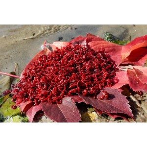 copy of Zawodnicza Ochotka Wędkarska