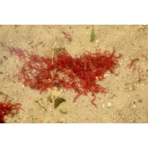 Mrożona ochotka zanętowa Jokers tafla 500ml