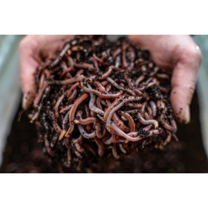 Czerwone robaki Dendrobena II 1 kg