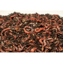 copy of Dendrobena MIX 1 kg.