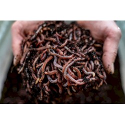 copy of Dendrobena MIX 1 kg.