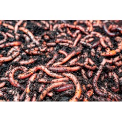 Rosówka kanadyjska Dżodżo 10 szt. termobox