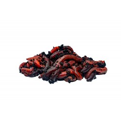 Rosówka kanadyjska Dżodżo 10 szt. termobox